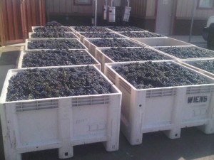 Harvest-Grape-Bins